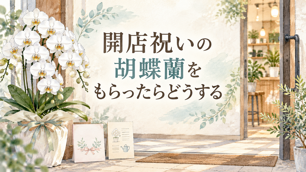 開店祝いの胡蝶蘭をもらったらどうする。お礼・飾り方・育て方を解説！の結論を示す手書き図解